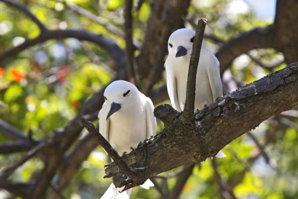 SeychellenSeychellen Fairy Terns