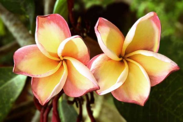 SeychellenSeychellen Frangipani