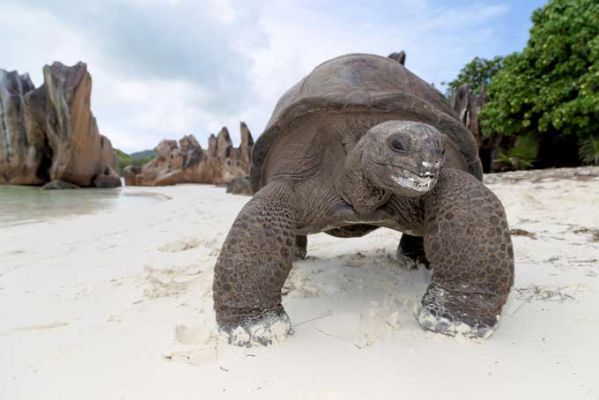 Seychellen Rienschildkröte
