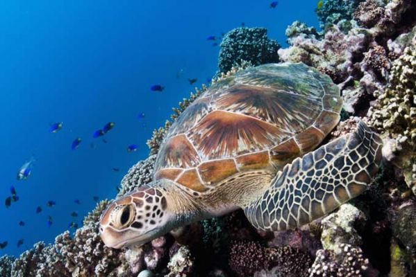 SeychellenSeychellen Turtle