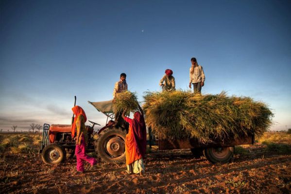 IndienRural scene near Jaipur Raj