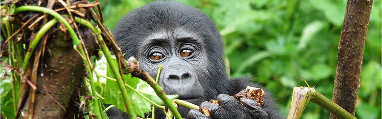 UgandaTeaser Gorilla