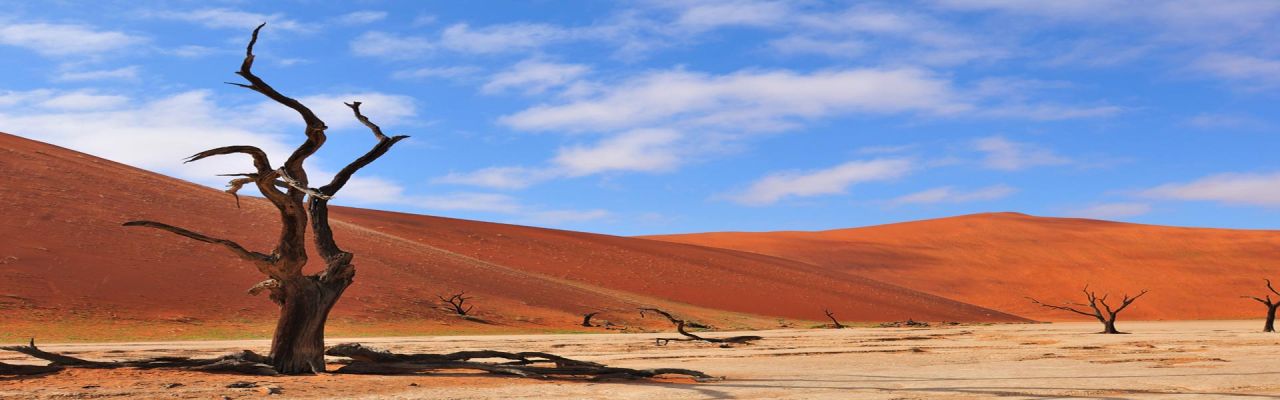 NamibiaTeaser Baum