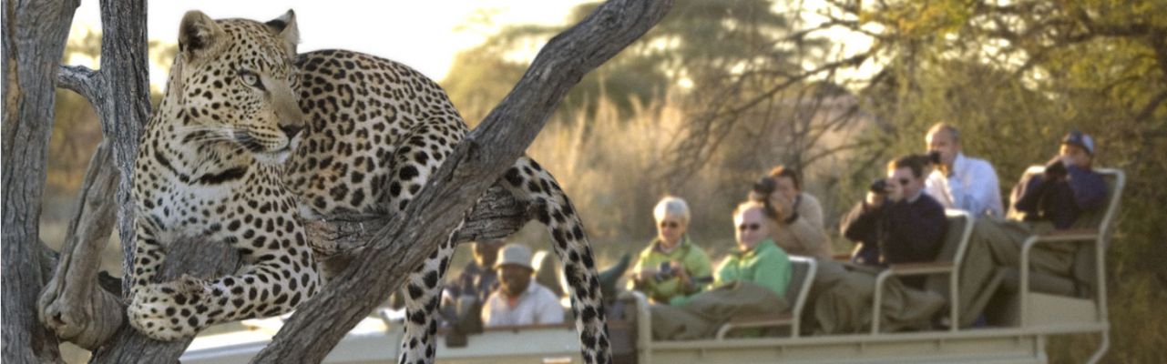 NamibiaTeaser Leopard