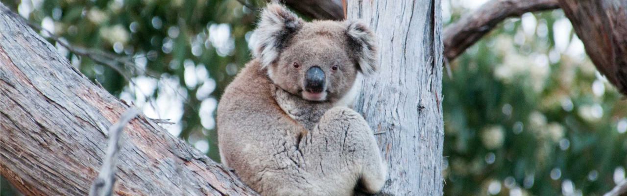 AustralienTeaser Koala
