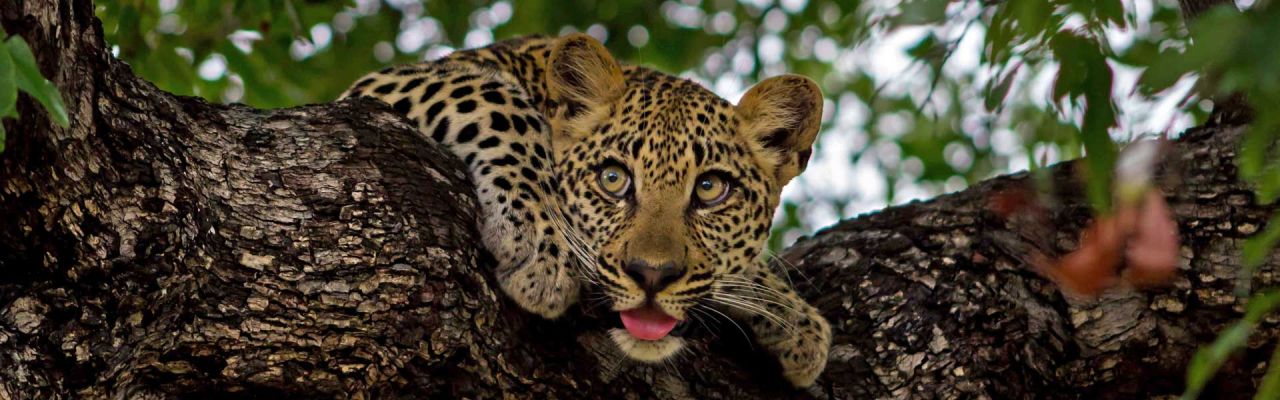 SuedafrikaTeaser Leopard