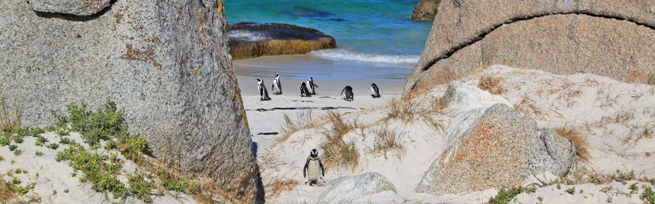 SuedafrikaTeaser Boulders Beach