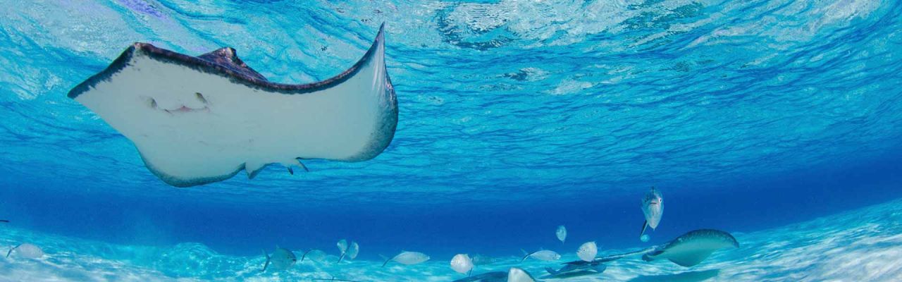 Cayman IslandsRochen Unterwasser