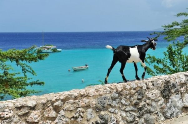 CuracaoZiege am Wasser