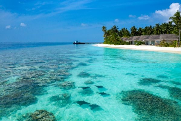 HotelMaledivenBaglioni Resort Maldives eagle ray