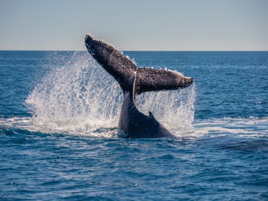 AustraliaTourism