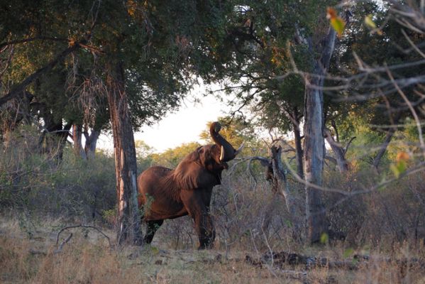 BotswanaBotswana Linyanti GameDrive Elefant