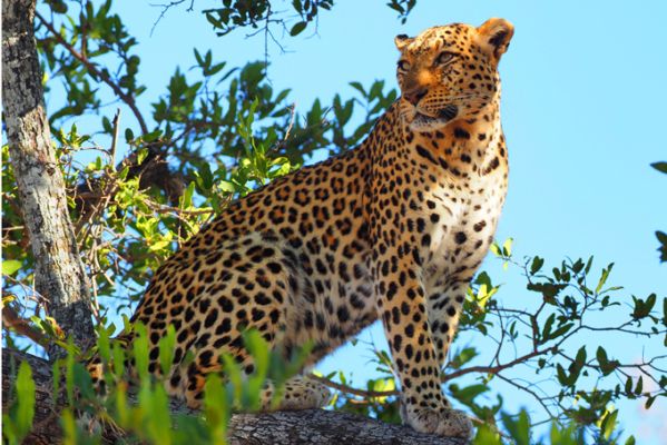 BotswanaBotswana Linyanti GameDrive Leopard2
