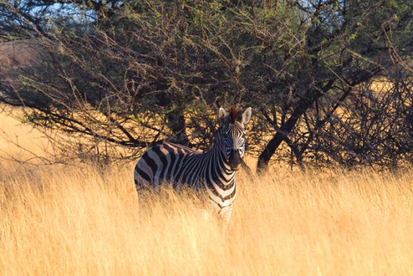 BotswanaBotswana Linyanti GameDrive Zebra