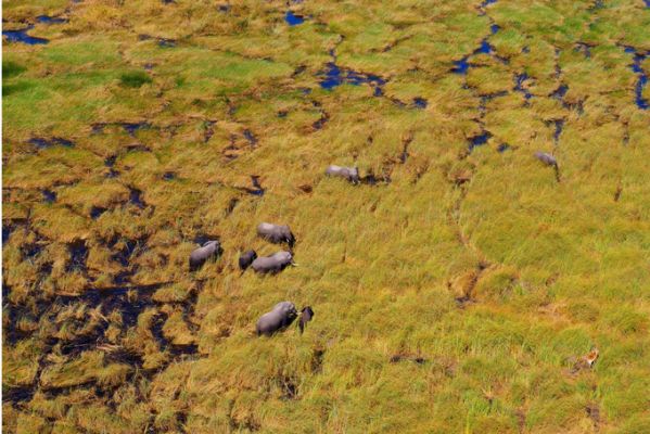 BotswanaBotswana Linyanti Helikopter Elefanten